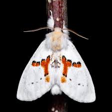 Attēlu rezultāti vaicājumam “Notodontidae”