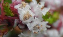 Attēlu rezultāti vaicājumam “Cuscuta epithymum subsp. trifolii flower”
