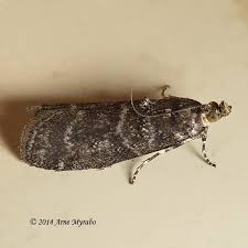 Attēlu rezultāti vaicājumam “Ortholepis betulae”