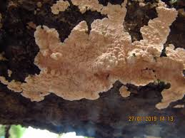 Attēlu rezultāti vaicājumam “Corticium roseum”