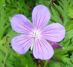 Attēlu rezultāti vaicājumam “Geranium sylvaticum”