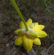 Attēlu rezultāti vaicājumam “Thecabius affinis”