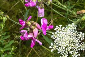 Attēlu rezultāti vaicājumam “Lathyrus latifolius leaf”