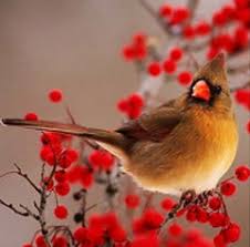 Attēlu rezultāti vaicājumam “Sylvia communis adult”