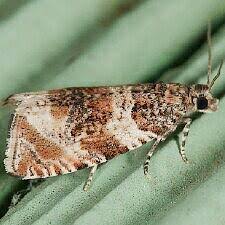 Attēlu rezultāti vaicājumam “Orthotaenia undulana”