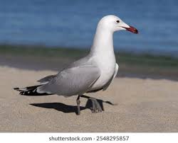 Image result for Larus audouinii