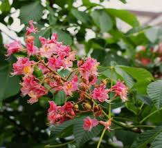 Attēlu rezultāti vaicājumam “Aesculus x neglecta flower”