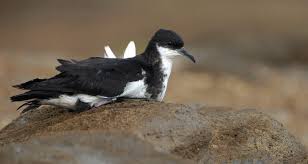 Image result for Puffinus puffinus