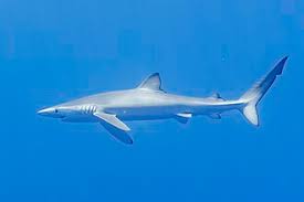 Image result for Prionace glauca