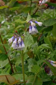 Attēlu rezultāti vaicājumam “Symphytum grandiflorum”