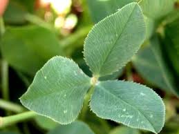 Attēlu rezultāti vaicājumam “Trifolium fragiferum leaf”