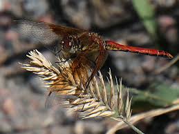Attēlu rezultāti vaicājumam “Sympetrum”