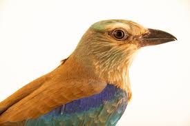 Attēlu rezultāti vaicājumam “Coracias garrulus”