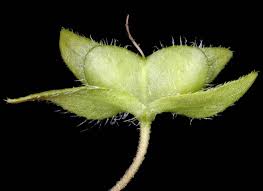 Attēlu rezultāti vaicājumam “Veronica persica fruit”