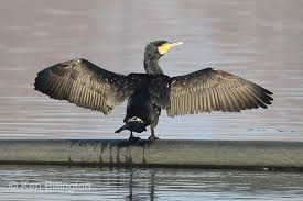 Image result for Phalacrocorax carbo