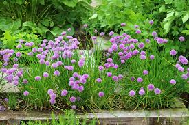 Image result for Allium schoenoprasum