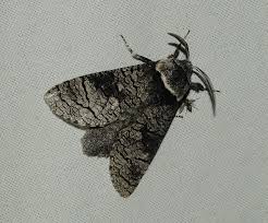 Attēlu rezultāti vaicājumam “Lamellocossus terebra”