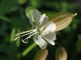 Attēlu rezultāti vaicājumam “Silene tatarica bud”