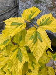 Attēlu rezultāti vaicājumam “Acer rufinerve”