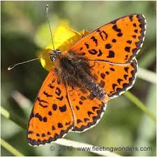 Attēlu rezultāti vaicājumam “Melitaea didyma male”
