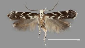 Attēlu rezultāti vaicājumam “Gelechia rhombella”