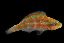 Image result for Scarus taeniopterus