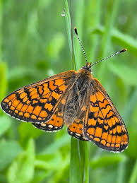 Attēlu rezultāti vaicājumam “Euphydrias aurinia underside”