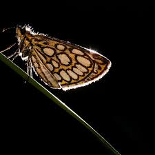 Attēlu rezultāti vaicājumam “Heteropterus morpheus underside”