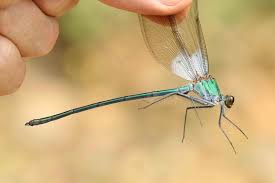 Attēlu rezultāti vaicājumam “Calopterygidae”