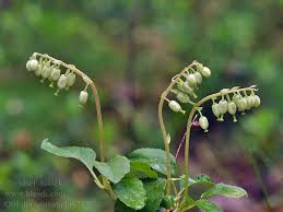 Attēlu rezultāti vaicājumam “Orthilia secunda fruit”