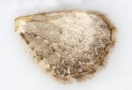 Attēlu rezultāti vaicājumam “Eupithecia succenturiata”