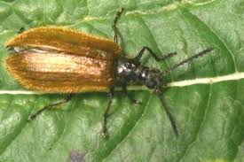 Attēlu rezultāti vaicājumam “Bolitophagus reticulatus larva”