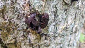 Attēlu rezultāti vaicājumam “Stemonitis flavogenita stalked”