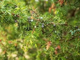 Attēlu rezultāti vaicājumam “Juniperus communis leaf”