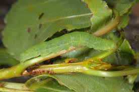 Attēlu rezultāti vaicājumam “Nycteola sp.”