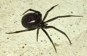 Attēlu rezultāti vaicājumam “Theridiidae”