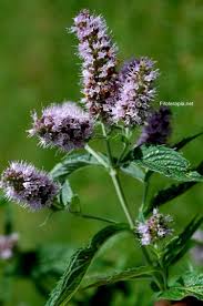 Image result for Menta x piperita