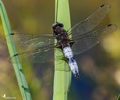 Attēlu rezultāti vaicājumam “Libellula fulva male”