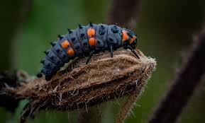 Attēlu rezultāti vaicājumam “Coccinella septempunctata larva”