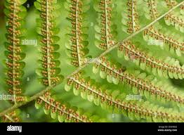 Attēlu rezultāti vaicājumam “Siphoptychium violaceum spores”