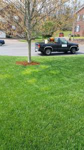 Attēlu rezultāti vaicājumam “Poa trivialis”