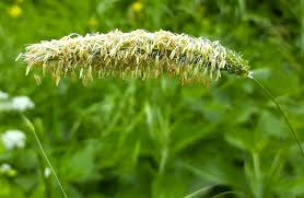 Attēlu rezultāti vaicājumam “Alopecurus pratensis flower”