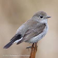 Image result for Ficedula albicilla