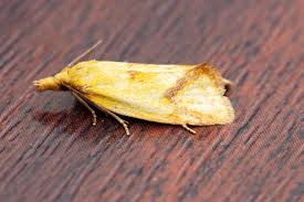 Attēlu rezultāti vaicājumam “Agapeta hamana”