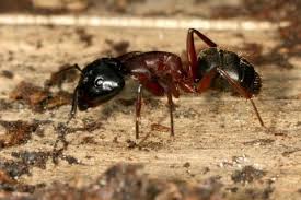 Attēlu rezultāti vaicājumam “Camponotus herculeanus”