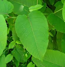 Attēlu rezultāti vaicājumam “Reynoutria sachalinensis fruit”