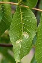 Attēlu rezultāti vaicājumam “Juglans regia leaf”