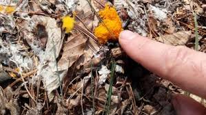 Attēlu rezultāti vaicājumam “Byssonectria fusispora”