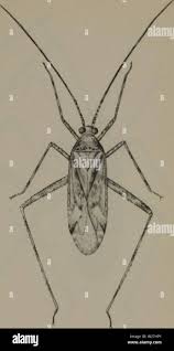 Attēlu rezultāti vaicājumam “Phytocoris varipes”
