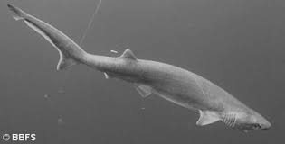 Image result for Hexanchus griseus